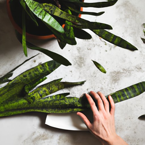 V. Tips for Repotting Your Snake Plant