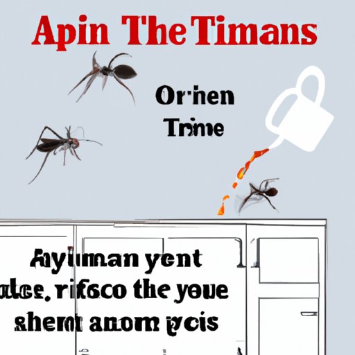 III. Simple Steps to Follow to Banish Ants from Your Kitchen