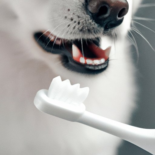 How to Brush Your Dog’s Teeth A Guide to Maintaining Their Dental Health The Cognition Sentinel