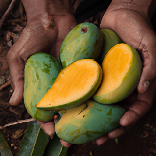 How to Tell When a Mango is Ripe A Comprehensive Guide The Cognition
