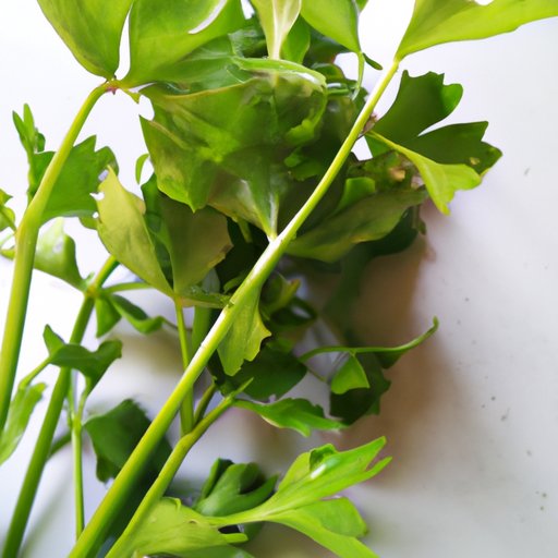 Can You Eat Celery Leaves? Surprising Benefits, Safety, and Usage Tips