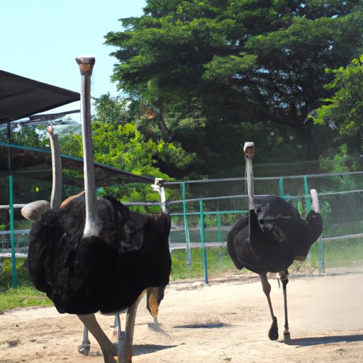 Can You Ride an Ostrich? Exploring the Ethics, Safety, and Science