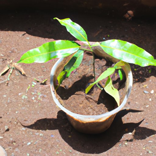 How to Grow a Mango from Seed A StepbyStep Guide to a Delicious