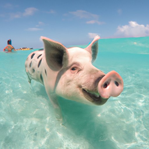 Where Can You Swim with Pigs? Exploring the Ultimate Piggy Paradise